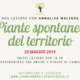 PIANTE SPONTANEE del territorio 20 maggio 2019