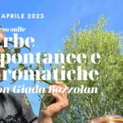 corso sulle erbe spontanee e aromatiche